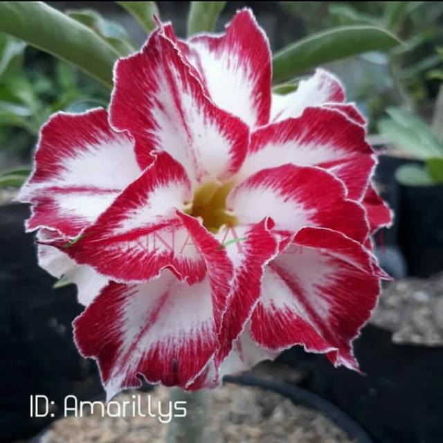 Bibit Bunga Kamboja Adenium Amarylis - Tanaman Hias