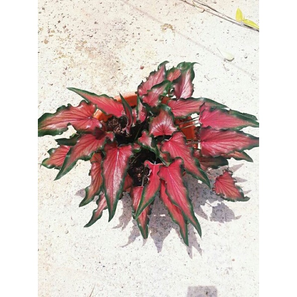 Bibit Keladi Keris Anakan/ Caladium Keris