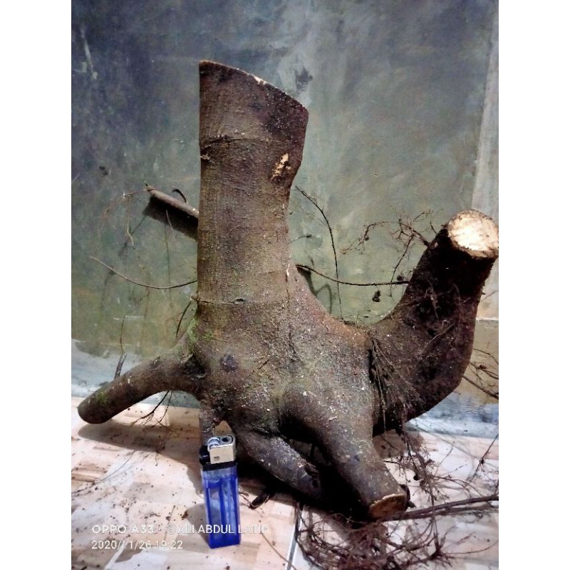 bahan bonsai amplas hitam