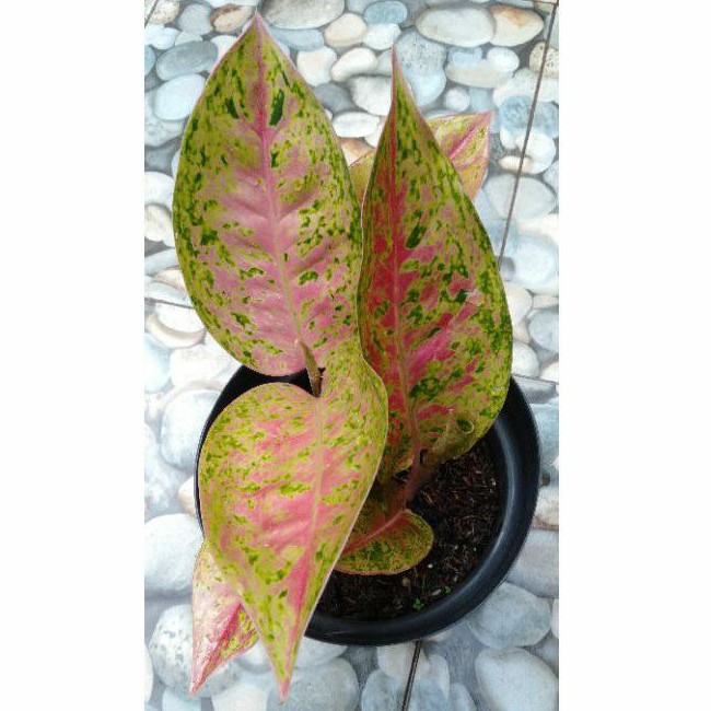 Aglaonema big roy Anakan