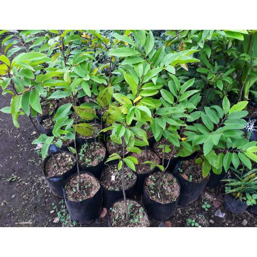 Bibit Pohon Buah Srikaya Besar Jumbo Giant Raksasa Cangkok Tanaman Favorite Fc Juz