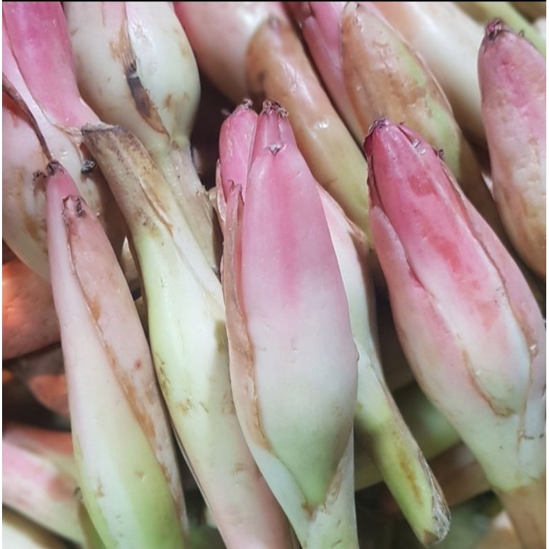 

KINCUNG/ RIAS / KECOMBRANG 1 BUAH