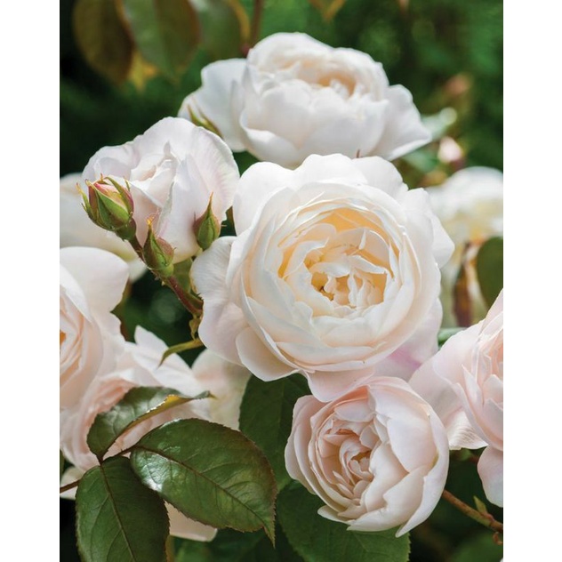 mawar import david austin (desdemona) dewasa