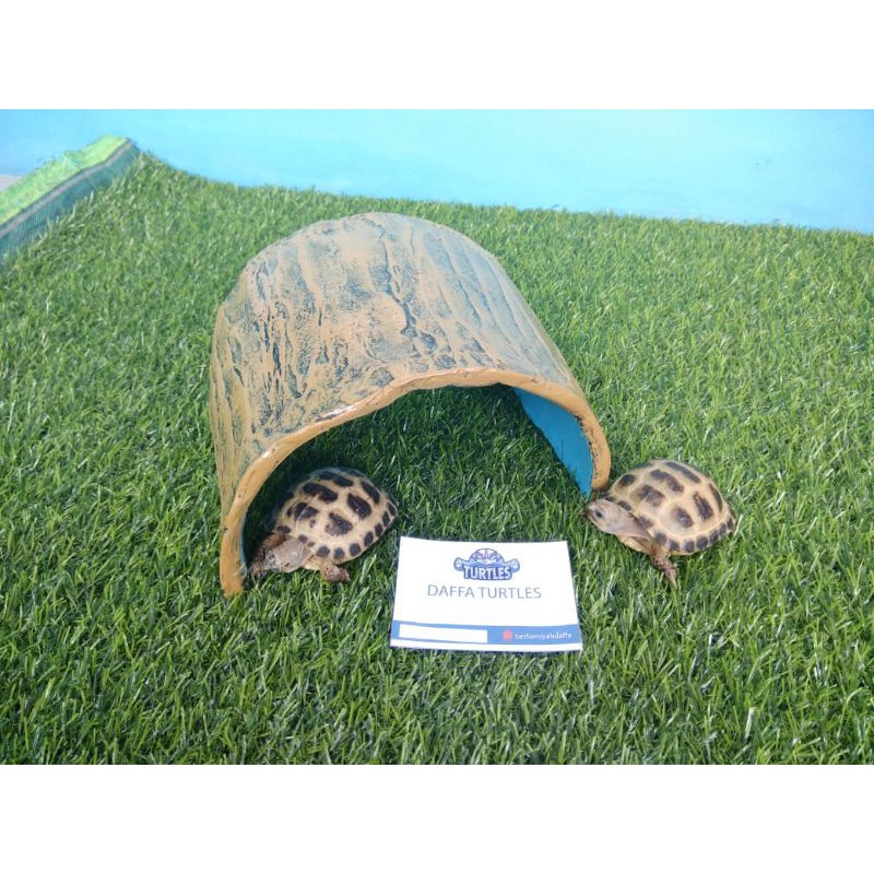 Wood Hiding Cave (Kayu) untuk kura darat sulcata pardalis russian