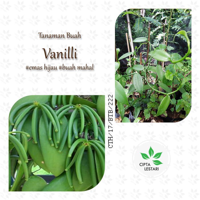 Jual Tanaman Buah Vanili Bibit Pohon Vanilli Rambat Shopee Indonesia