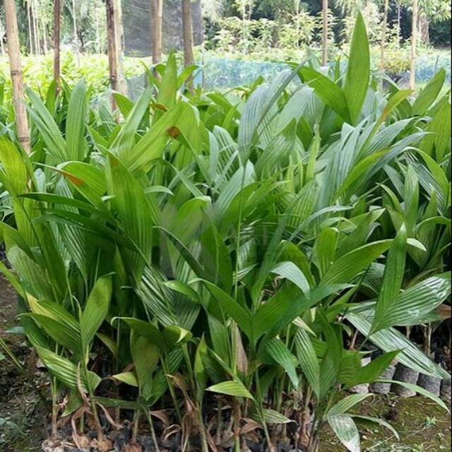 bibit pinang pandan wangi