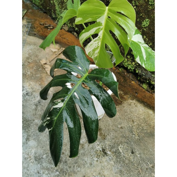 monstera king deliciosa varigata rasa monstera mint