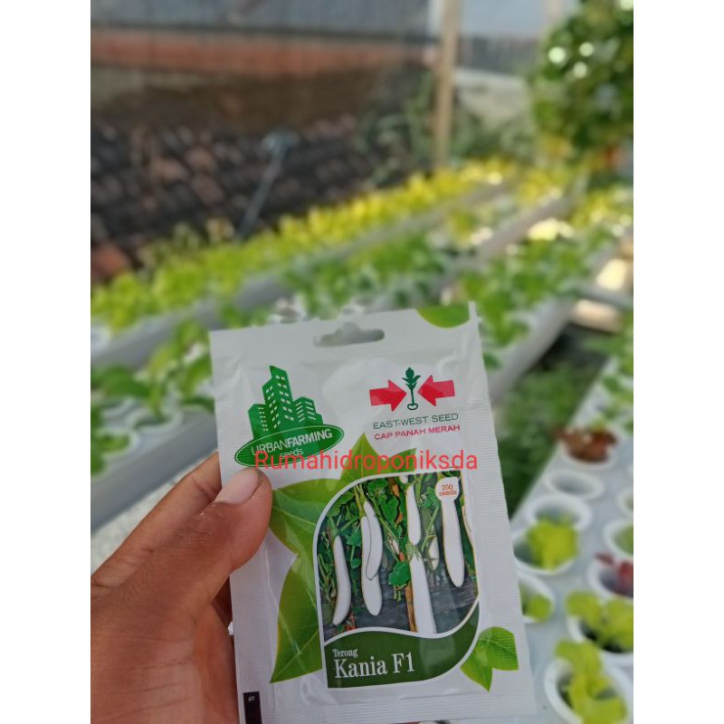terong putih kania