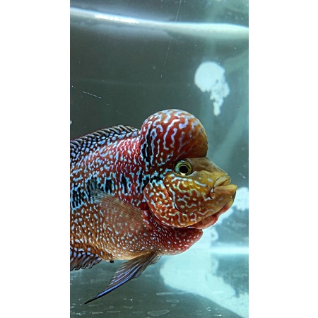 Louhan Kamfa F3XSRD size 3-5 cm (beli 5 gratis 1)