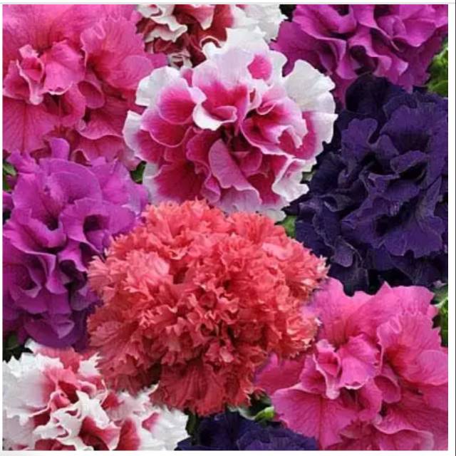 Benih bunga petunia double glorious mix f1 petunia tumpuk
