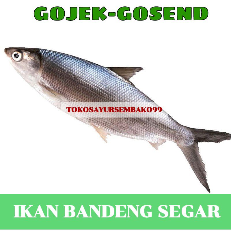 

Ikan Bandeng Segar Fresh 1 Ekor Surabaya