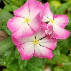 BENIH VINCA JEPANG WHITESPLASH.BENIH VINCA GANTUNG.BENIH.BUNGA VINCA GANTUNG.VINCA JUNTAI