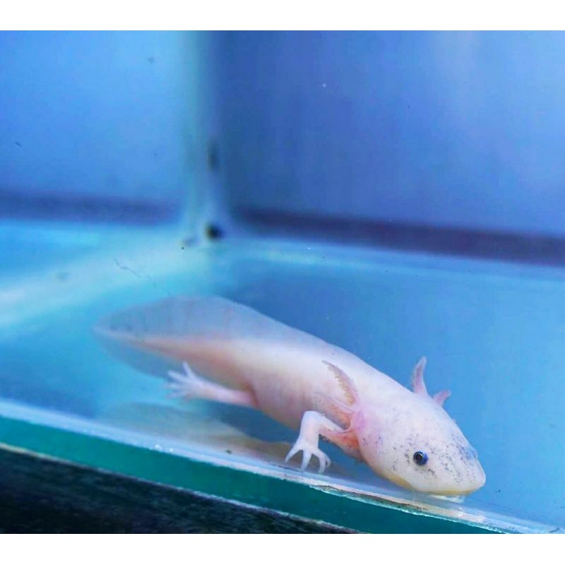 Axolotl Pet For Sale Philippines