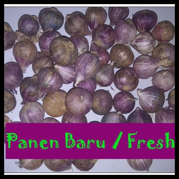 

TERBARUU!! Bawang Putih Tunggal Lanang 1 KG TERBARU