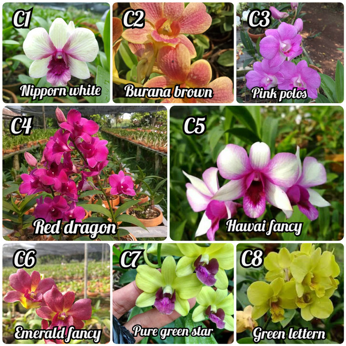 seedling bunga anggrek dendrobium - bibit bunga anggrek dendrobium