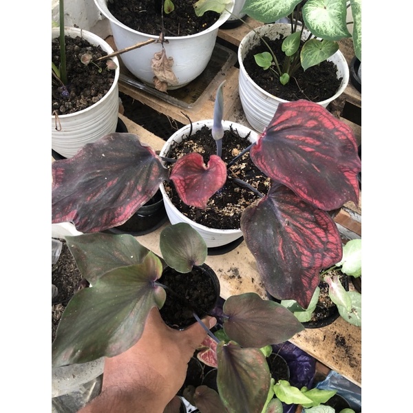 Caladium Nagoya Remaja