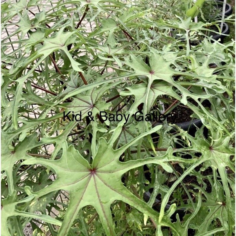 Bibit Pohon Daun Gedi Serat Merah - Tanaman Daun Pepaya Jepang Herbal