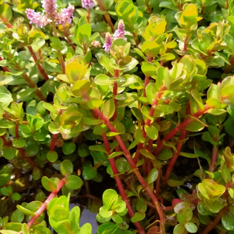 

rotala orange juice paket 50 btg