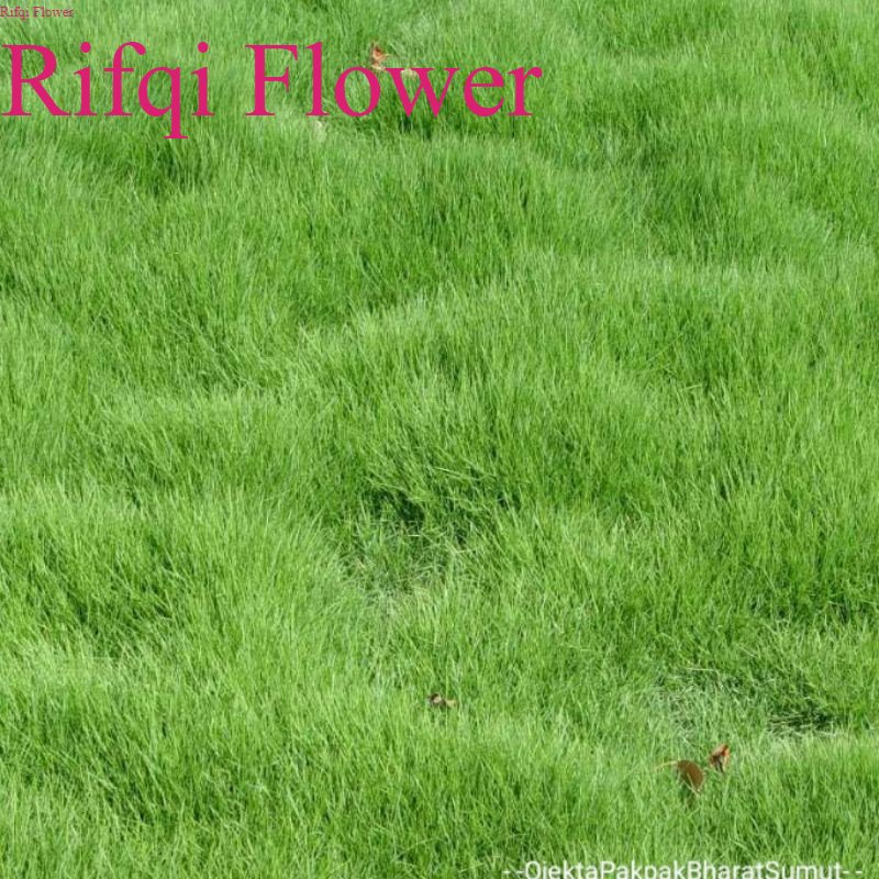 Jual Rumput Hidup Peking Jepang 20 x 15 Cm Zoysia Japonica Rumput Hijau ...