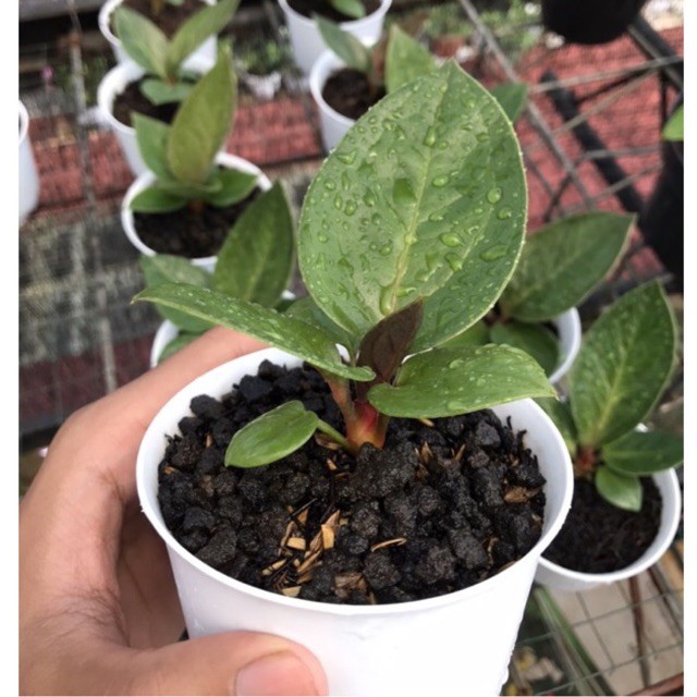 Anakan Jemani Mangkok Tangkai Merah Barang Langka