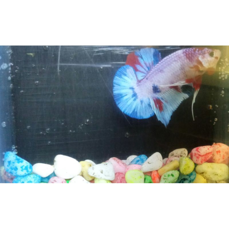 ikan cupang multicolor jantan