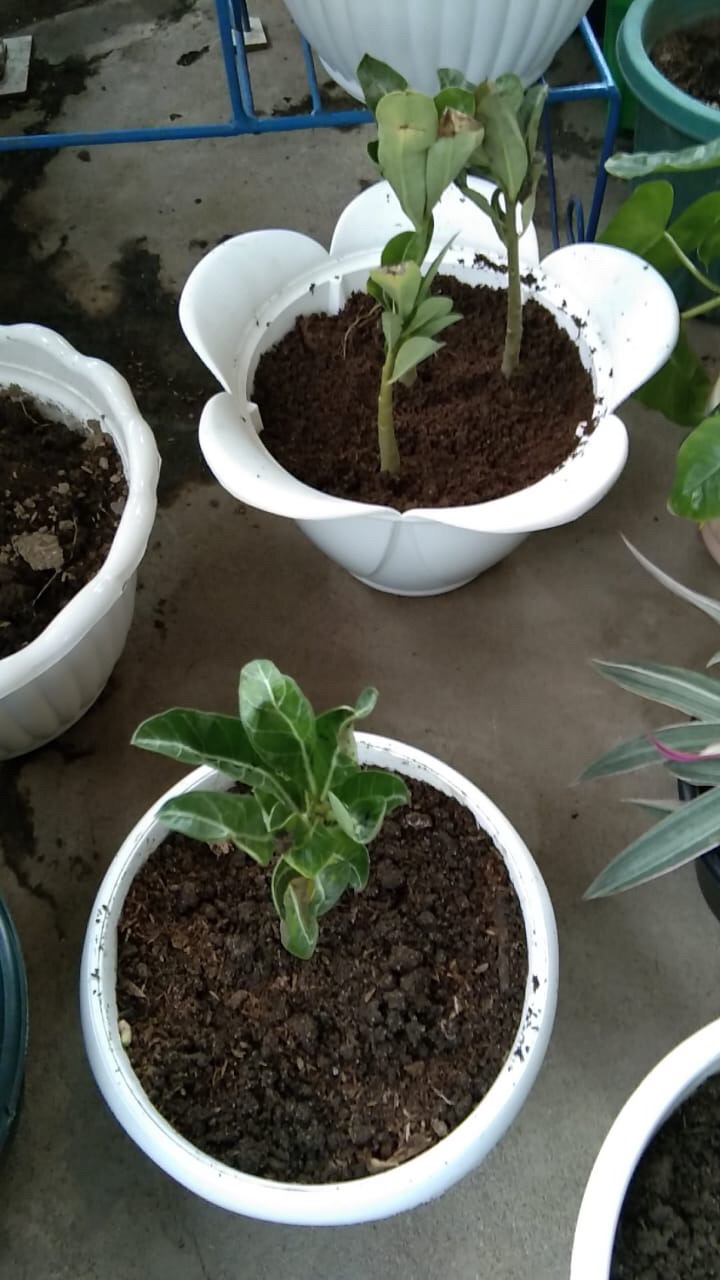 ((newww!!)) Paket 7 Bibit Bunga Tumpuk Adenium - Bibit Kamboja Jepang