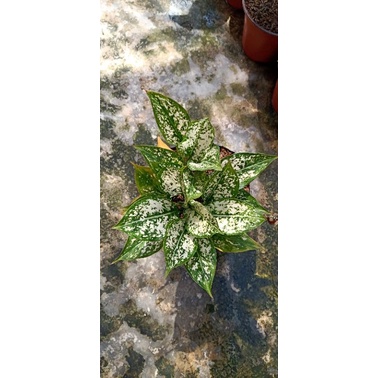 Aglonema snow white rumpun rimbun