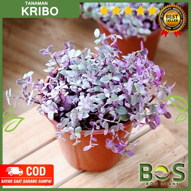 Tanaman hias kribo / Tanaman Gantung Kribo