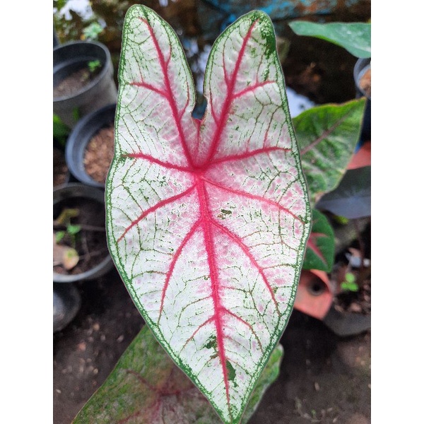 Caladium keladi Red bone