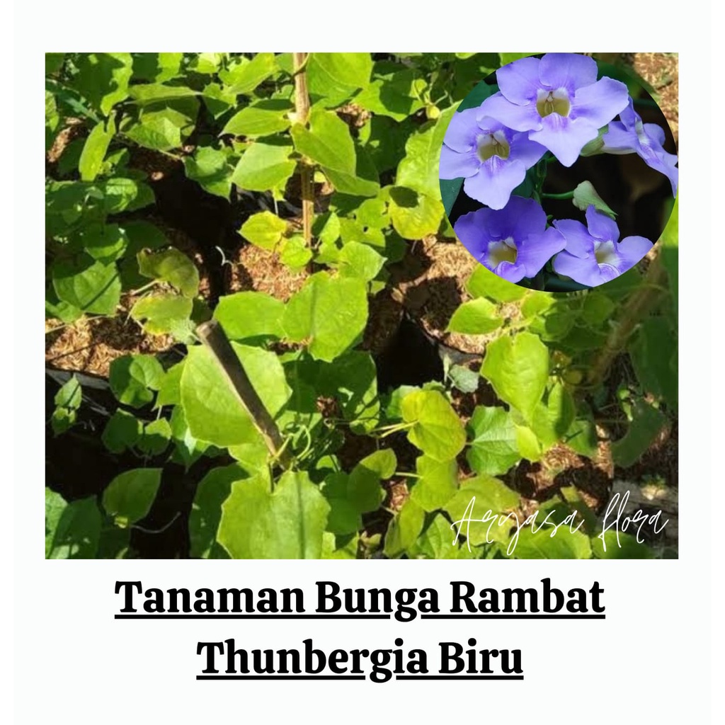 Bibit Thunbergia Biru/Bunga Thunbergia Biru/Tanaman Merambat Thunbergia Biru