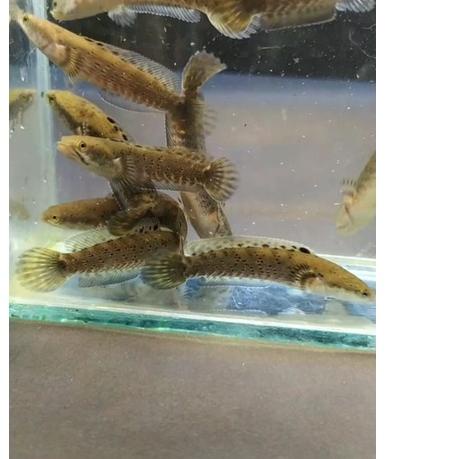 MALL  PROMO Channa  Blue Pulchra Size 3/4/5 Cm Grade A++/ Super Blue. | Ready Stok | Termurah | Gros