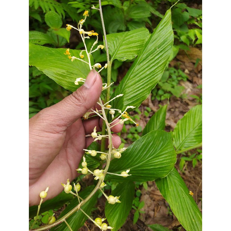 

bbit lempuyang bbit herbal