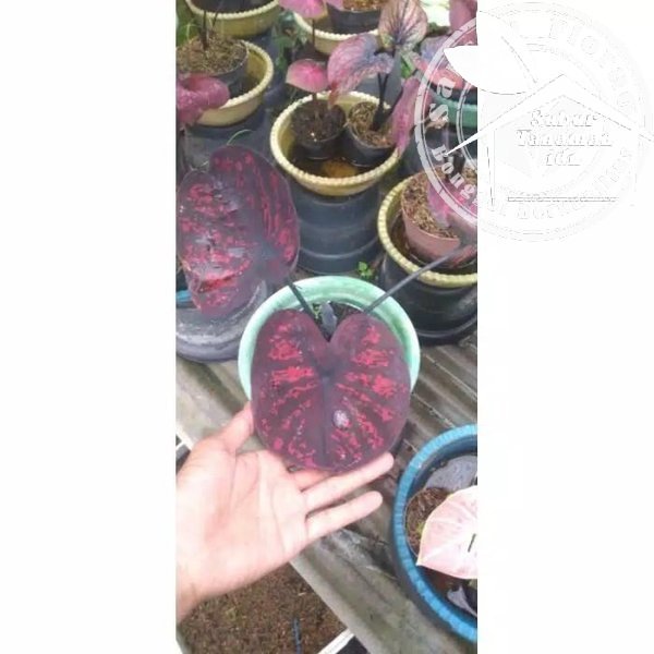 bonggol keladi seven luck mangkok