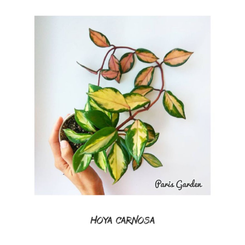 HOYA CARNOSA CRIMSON QUEEN PRINCESS - BIBIT TANAMAN GANTUNG HOYA CARNOSA TRICOLOR