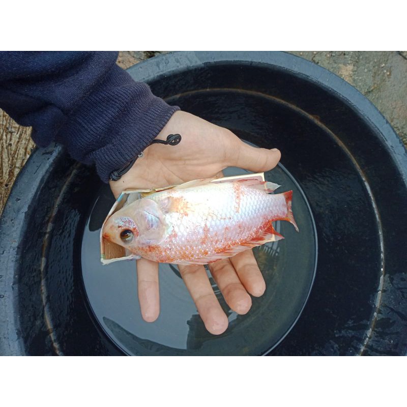 Ikan Nila Merah Bangkok Size 3Jari