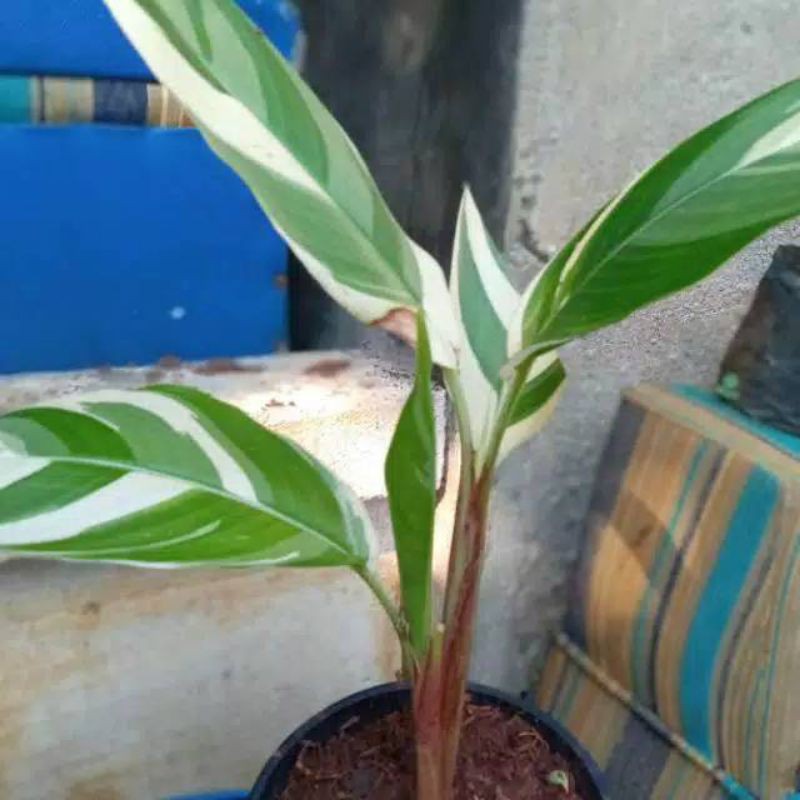 

pisang varigata pisang"an