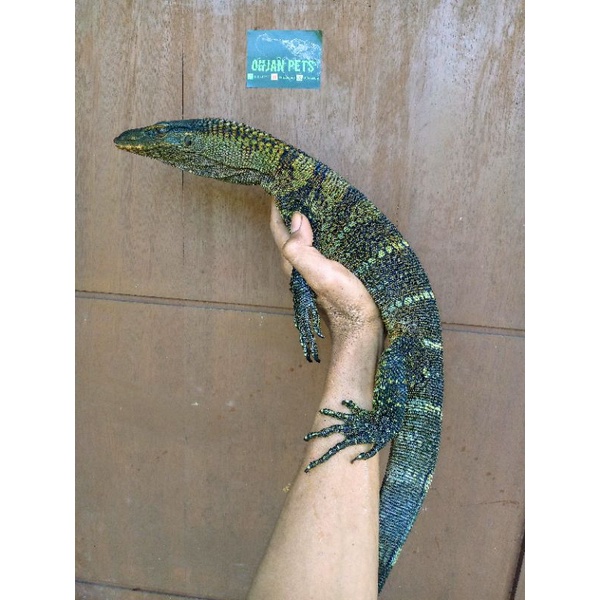 varanus rudicolis