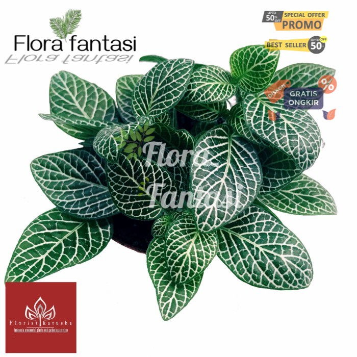 tanaman pitonia hijau (Tanaman hias hidup indoor murah besar dan rimbun--bunga hias hidup-kembang as