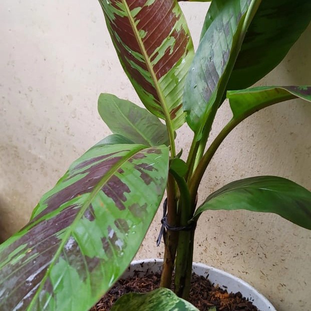 Bonggolan pisang varigata merah - Banana blood