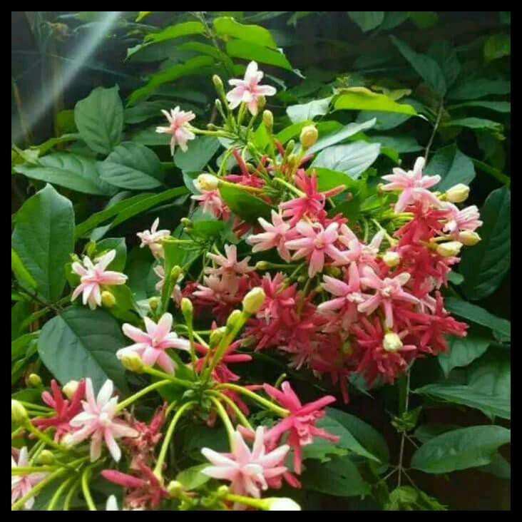 26 Bunga Melati Hiasan Koleksi Bunga Hd