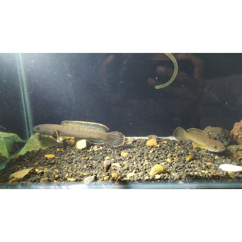 channa limbata size 8-15 cm