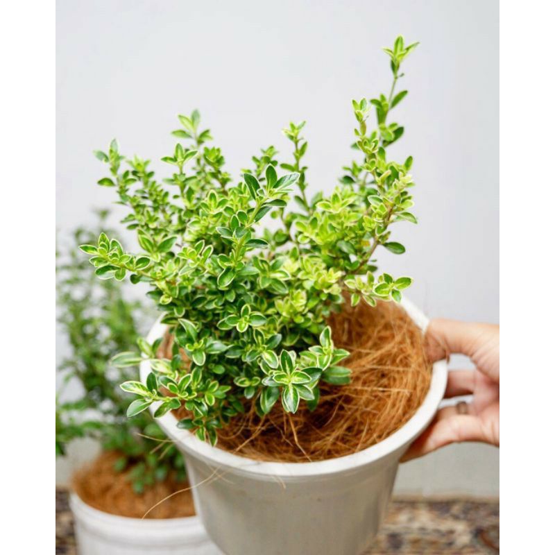 Tanaman Hias Mirten (Malpighia coccigera)/ Bahan Bonsai / Mirten varigata - BAKUL KEMBANG
