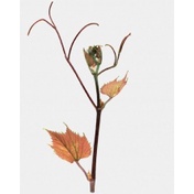 ROOTSTOCK ANGGUR KOBER 125AA - IMPORT - PREMIUM RS - HIGH TOLERAN - REKOMENDED