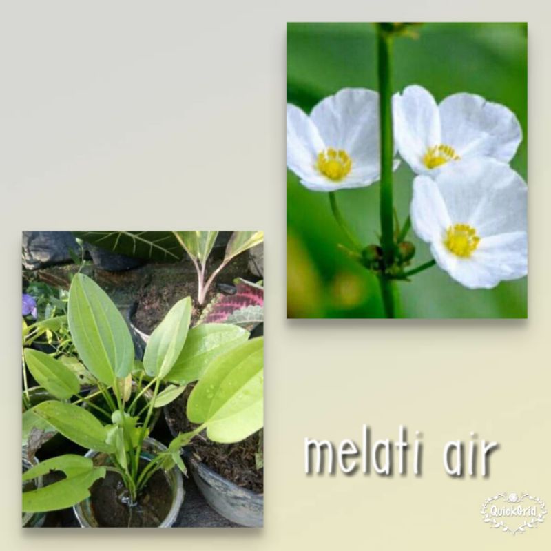 BIBIT MELATI AIR