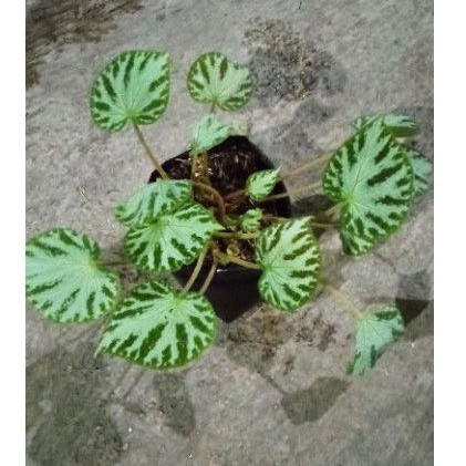 Tanaman Hias Begonia Karpet Hijau Silver