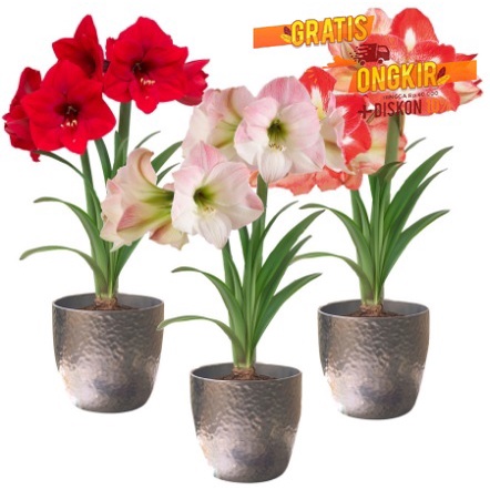 ( BUNGA HIDUP ) Tanaman Hias Bakung Besar Kembang Putih TANAMAN HIAS HIDUP/BUNGA HIASAN RUMAH MURAH 