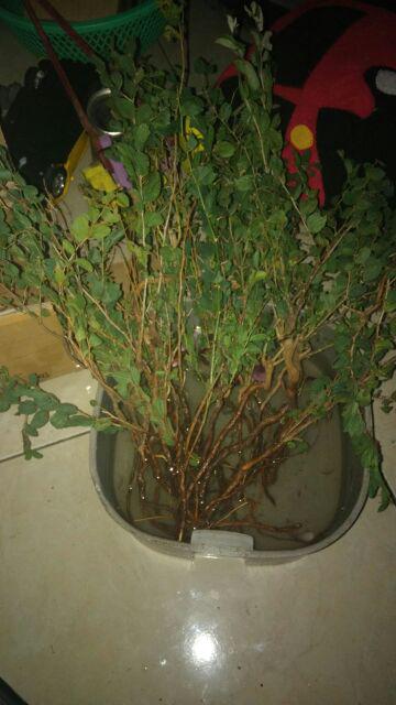 Grosir Bibit Bidara Harga Termurah Minimal Pemesanan 100 Bibit