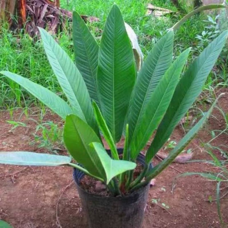 tanaman hias pilo linet