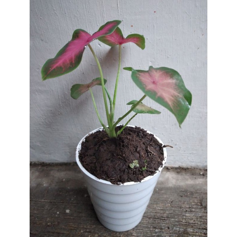 keladi pink /keladi pink hati/keladi murah