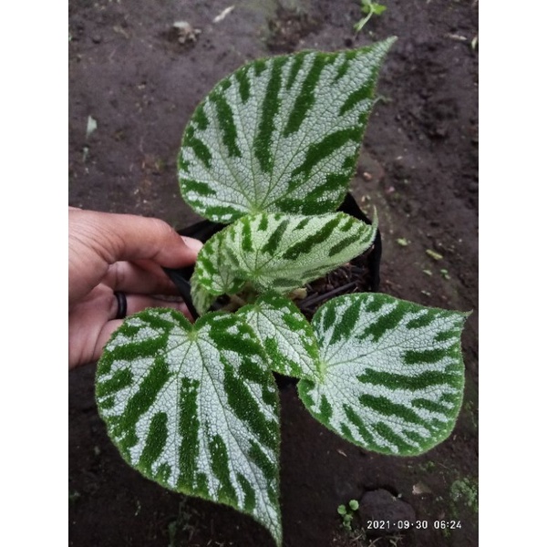 begonia karpet hijau / iron cross green